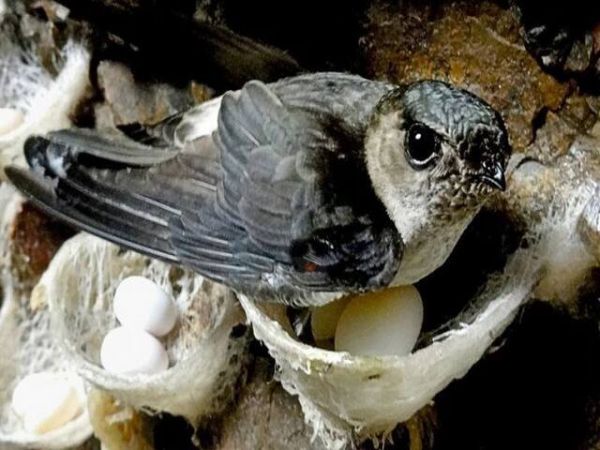 Bird Nest Nha Trang